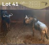 2 X BLOUWILDEBEES - BLUE WILDEBEEST V/F:2 (Betaal per dier/Pay per animal)