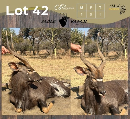 1 X NJALA - NYALA M:1 SABLE RANCH