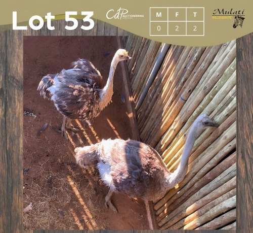 2 X VOLSTRUIS - OSTRICH V/F:2 (Betaal per dier/Pay per animal)