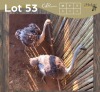 2 X VOLSTRUIS - OSTRICH V/F:2 (Betaal per dier/Pay per animal)