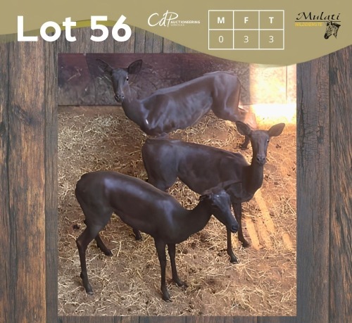 3 X SWART ROOIBOK - BLACK IMPALA V/F:3 (Betaal per dier/Pay per animal)