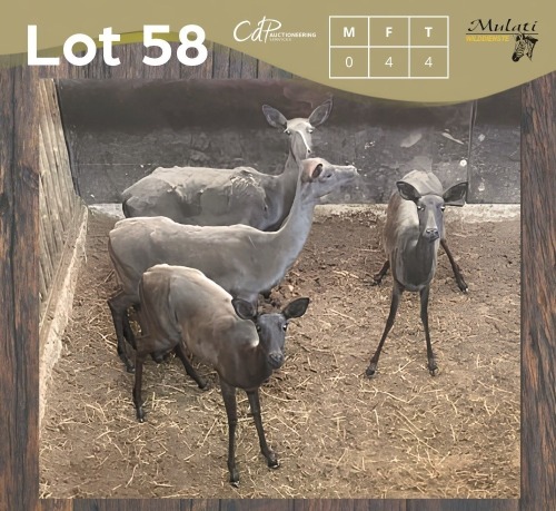 4 X SWART ROOIBOK - BLACK IMPALA V/F:4 (Betaal per dier/Pay per animal)