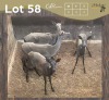 4 X SWART ROOIBOK - BLACK IMPALA V/F:4 (Betaal per dier/Pay per animal)