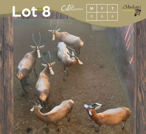 6 X BLESBOK - BLESBUCK V/F:6 (Betaal per dier/Pay per animal)