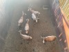 6 X BLESBOK - BLESBUCK V/F:6 (Betaal per dier/Pay per animal) - 3