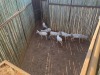 7 X WITBLESBOK - WHITE BLESBUCK V/F:7 (Betaal per dier/Pay per animal) - 2