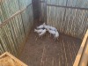 7 X WITBLESBOK - WHITE BLESBUCK V/F:7 (Betaal per dier/Pay per animal) - 3