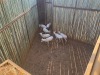 7 X WITBLESBOK - WHITE BLESBUCK V/F:7 (Betaal per dier/Pay per animal) - 4