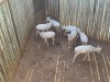 7 X WITBLESBOK - WHITE BLESBUCK V/F:7 (Betaal per dier/Pay per animal) - 5