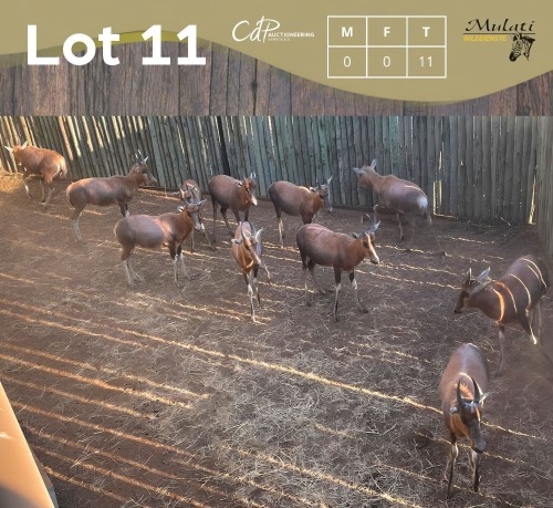 11 X BLESBOK - BLESBUCK (Betaal per dier/Pay per animal)