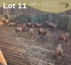 11 X BLESBOK - BLESBUCK (Betaal per dier/Pay per animal)