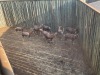 11 X BLESBOK - BLESBUCK (Betaal per dier/Pay per animal) - 2