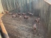 11 X BLESBOK - BLESBUCK (Betaal per dier/Pay per animal) - 3