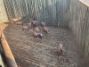 11 X BLESBOK - BLESBUCK (Betaal per dier/Pay per animal) - 4