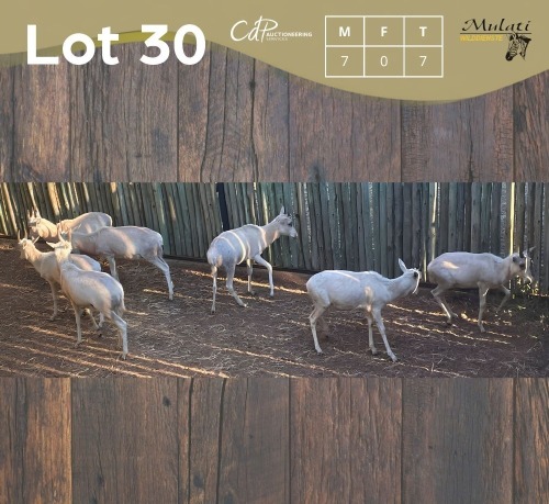 7 X WITBLESBOK - WHITE BLESBUCK M:7 (Betaal per dier/Pay per animal)