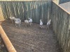 7 X WITBLESBOK - WHITE BLESBUCK M:7 (Betaal per dier/Pay per animal) - 2