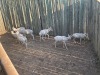 7 X WITBLESBOK - WHITE BLESBUCK M:7 (Betaal per dier/Pay per animal) - 3