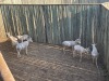 7 X WITBLESBOK - WHITE BLESBUCK M:7 (Betaal per dier/Pay per animal) - 4