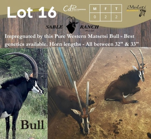 2 X SWARTWITPENS - SABLE V/F:2 SABLE RANCH (Betaal per dier/Pay per animal)