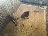 2 X SWARTWITPENS - SABLE V/F:2 SABLE RANCH (Betaal per dier/Pay per animal) - 2