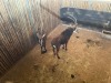 2 X SWARTWITPENS - SABLE V/F:2 SABLE RANCH (Betaal per dier/Pay per animal) - 3