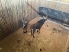 2 X SWARTWITPENS - SABLE V/F:2 SABLE RANCH (Betaal per dier/Pay per animal) - 4