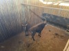 2 X SWARTWITPENS - SABLE V/F:2 SABLE RANCH (Betaal per dier/Pay per animal) - 5
