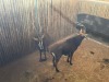 2 X SWARTWITPENS - SABLE V/F:2 SABLE RANCH (Betaal per dier/Pay per animal) - 6