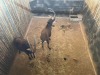 2 X SWARTWITPENS - SABLE V/F:2 SABLE RANCH (Betaal per dier/Pay per animal) - 7