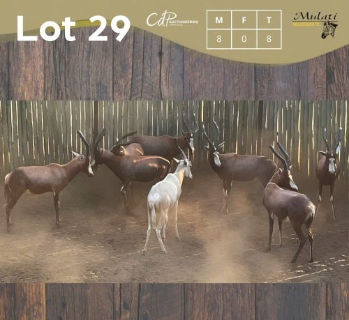 8 X BLESBOK - BLESBUCK M:8 (Betaal per dier/Pay per animal)