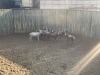 8 X BLESBOK - BLESBUCK M:8 (Betaal per dier/Pay per animal) - 2