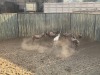 8 X BLESBOK - BLESBUCK M:8 (Betaal per dier/Pay per animal) - 3