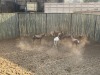 8 X BLESBOK - BLESBUCK M:8 (Betaal per dier/Pay per animal) - 4
