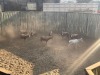 8 X BLESBOK - BLESBUCK M:8 (Betaal per dier/Pay per animal) - 5