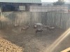 8 X BLESBOK - BLESBUCK M:8 (Betaal per dier/Pay per animal) - 6