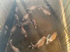 12 X BLESBOK - BLESBUCK V/F:12 (Betaal per dier/Pay per animal) - 2