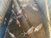 12 X BLESBOK - BLESBUCK V/F:12 (Betaal per dier/Pay per animal) - 3