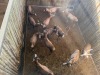 12 X BLESBOK - BLESBUCK V/F:12 (Betaal per dier/Pay per animal) - 4