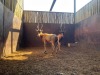 2 X SAALRUG BLESBOK - SADDLE BACK BLESBUCK M:2 (Betaal per dier/Pay per animal) - 2