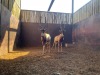 2 X SAALRUG BLESBOK - SADDLE BACK BLESBUCK M:2 (Betaal per dier/Pay per animal) - 3