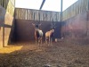 2 X SAALRUG BLESBOK - SADDLE BACK BLESBUCK M:2 (Betaal per dier/Pay per animal) - 4