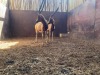 2 X SAALRUG BLESBOK - SADDLE BACK BLESBUCK M:2 (Betaal per dier/Pay per animal) - 5