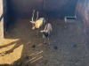 2 X SAALRUG BLESBOK - SADDLE BACK BLESBUCK M:2 (Betaal per dier/Pay per animal) - 6