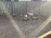 6 X BLESBOK - BLESBUCK M:6 (Betaal per dier/Pay per animal) - 2