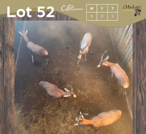 5 X BLESBOK - BLESBUCK M:5 (Betaal per dier/Pay per animal)