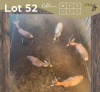 5 X BLESBOK - BLESBUCK M:5 (Betaal per dier/Pay per animal)