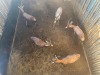5 X BLESBOK - BLESBUCK M:5 (Betaal per dier/Pay per animal) - 2