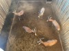 5 X BLESBOK - BLESBUCK M:5 (Betaal per dier/Pay per animal) - 3