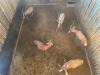 5 X BLESBOK - BLESBUCK M:5 (Betaal per dier/Pay per animal) - 4