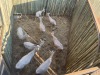 5 X WITBLESBOK - WHITE BLESBUCK V/F:5 (Betaal per dier/Pay per animal) - 2